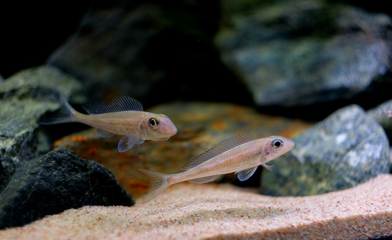 Asprotilapia leptura 'Cameron Bay'